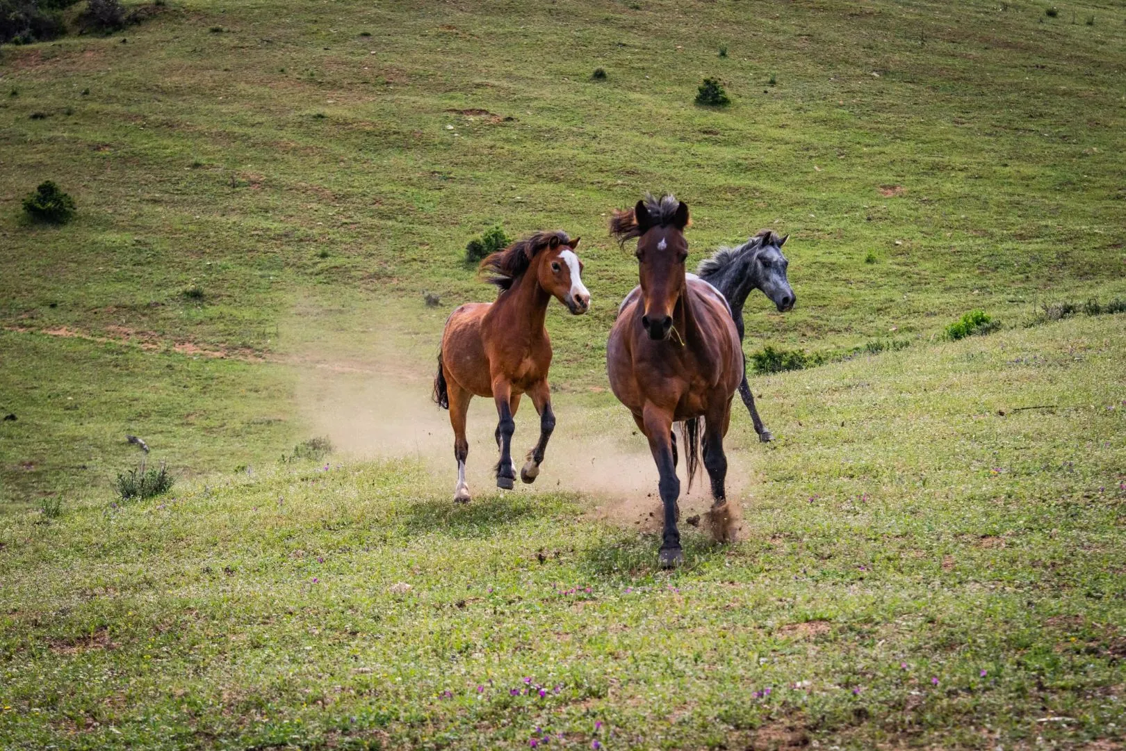 Balade à cheval 4