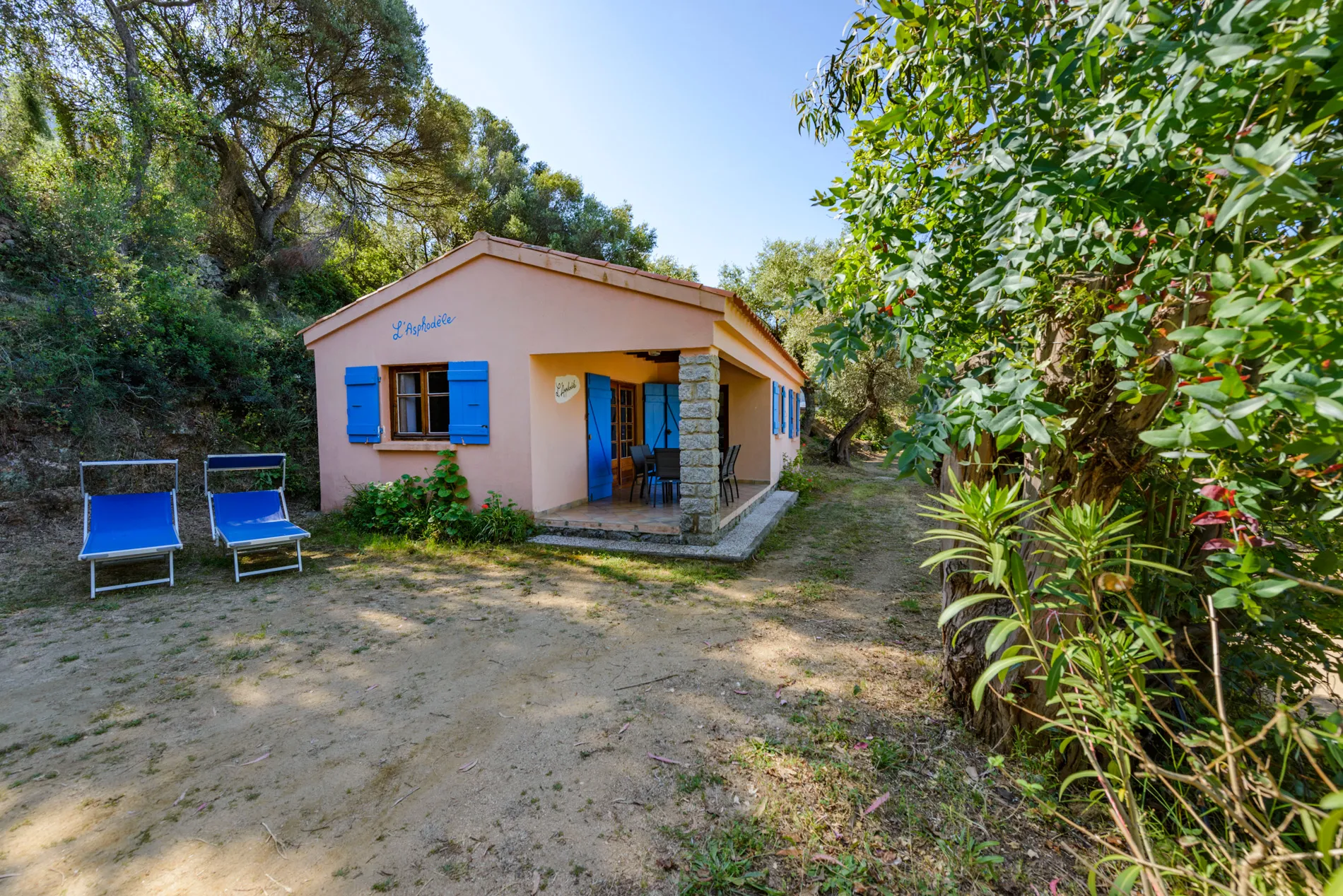 Asphodele photo 2